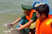 Cà Mau thả cá thể đuôi mỏ vịt về môi trường biển, bảo tồn loài quý hiếm