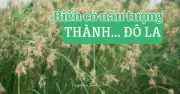 Cỏ Năn Tượng: Từ Cây Hoang Dại Đến Cơ Hội Sinh Kế Bền Vững Ở Đồng Bằng Sông Cửu Long