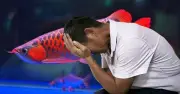 Cá Rồng Đỏ 170 Triệu Chết Vì Thay Nước, Chủ Kiện Đòi Bồi Thường 290 Triệu