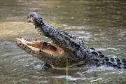 Cá sấu khổng lồ dài 15 mét bất ngờ xuất hiện trên kênh ở Tây Ninh
