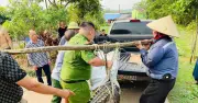 Cá sấu lớn bất ngờ xuất hiện trong khu dân cư ở Quảng Ninh, gây hoảng loạn