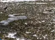 Cá sấu tìm đường chạy trốn khi đối mặt với trăn khổng lồ trong cuộc chiến sinh tồn