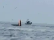 Cá voi liên tiếp xuất hiện gần bờ biển Mũi Né báo hiệu điều gì?