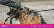 Chó Béc-giê Cắn Chết Chủ Ở Hà Tĩnh: Hồi Chuông Cảnh Tỉnh Về Nuôi Chó Dữ