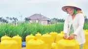 Chi phí ẩn trong sản xuất lúa: Lao động dư thừa và nghịch lý thiếu hụt