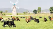 Chăn nuôi bò sữa Lâm Đồng: Chuyển đổi mạnh mẽ sang trang trại công nghệ cao