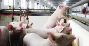 Chăn nuôi heo thành 'cỗ máy in tiền', doanh nghiệp báo lãi nghìn tỷ