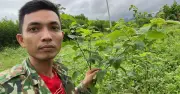 Chàng trai khởi nghiệp từ cây dược liệu, lấy ngắn nuôi dài thành công