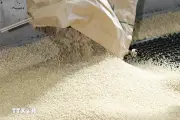 Chuyên gia dự báo giá gạo toàn cầu có thể tăng mạnh trong thời gian tới