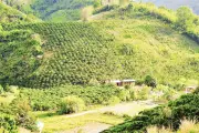 Chuyển đổi cây trồng giúp đồng bào H'Mông ở Đạ M'Pô thoát nghèo