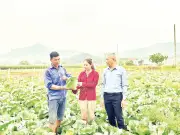 Chuyển đổi cây trồng giúp nông dân Mộc Châu tăng thu nhập gấp ba