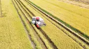 Chuyển đổi đất lúa bền vững: Giữ an ninh lương thực, nâng giá trị sản xuất