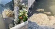 Cần Thơ: Xử lý nghiêm hành vi đổ lông gà xuống sông gây ô nhiễm