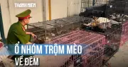 Công an Hà Nội triệt phá ổ nhóm chuyên trộm cắp mèo quy mô lớn về đêm