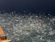 Cảnh hiếm gặp: Hàng vạn con cá nhảy loạn xạ trên mặt biển Quảng Ninh