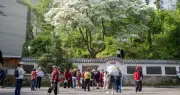 Cây cổ thụ 200 năm nở 10 ngày, nghìn người đến chiêm ngưỡng