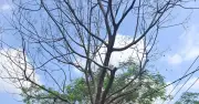 Cây khô trước nhà tại TP.HCM gây lo ngại ngã đổ và mất mỹ quan đô thị