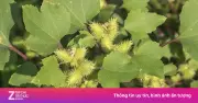 Cây thuốc quý ké đầu ngựa: Khắc tinh của nhiều bệnh hô hấp và da liễu