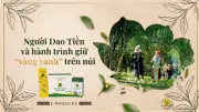 Cây trà San Tuyết đổi đời người Dao Tiền ở Hồng Thái