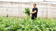 Dự án chuỗi giá trị cây trồng an toàn tại miền Bắc đạt kết quả vượt mục tiêu