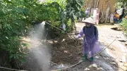Dịch tả lợn châu Phi bùng phát tại Quảng Ngãi, hơn 20 tấn lợn bị tiêu hủy