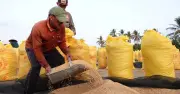 El Nino và xung đột Trung Đông đẩy giá gạo thế giới tăng cao, nông dân và doanh nghiệp vẫn khó khăn