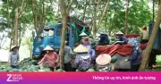 Giá dưa hấu dưới 3.000 đồng/kg, nông dân Quảng Trị lỗ nặng năm thứ hai