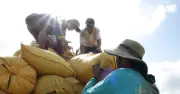 Giá gạo thế giới tăng mạnh, Việt Nam hưởng lợi từ nhu cầu Philippines và Trung Quốc