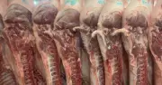 Giá heo hơi trong nước cao gấp đôi Trung Quốc, thị trường duy trì mức giá cao