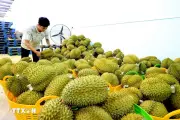 Giá sầu riêng bất ngờ giảm mạnh tại Đồng Tháp