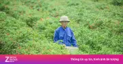 Giá ớt lao dốc mạnh tại Thanh Hóa, nông dân thua lỗ nặng