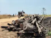 Gia Lai: Lộ diện chuỗi khai thác, tập kết lâm sản trái phép tại khu vực giáp ranh