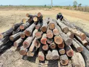 Gia Lai Xác Minh Vụ Khai Thác Lâm Sản Trái Phép Tại Vùng Giáp Ranh