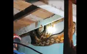 Giải cứu thành công trăn lưới khổng lồ dài 8,6 mét dưới nhà gỗ ở Indonesia
