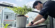 Giải pháp xanh cho căn hộ đô thị: Tận dụng ban công để đối phó nắng nóng