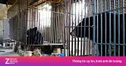Hộ Dân Nghệ An Tự Nguyện Bàn Giao Hai Gấu Ngựa Nuôi Nhốt Hơn 20 Năm