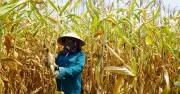 Hà Tĩnh: Nắng nóng gay gắt tàn phá nông nghiệp, ngô và cây trồng chết hàng loạt