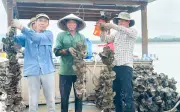 Hà Tĩnh: Nuôi hàu đại dương thu gần tỷ đồng mỗi vụ
