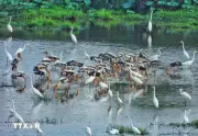 Hồi sinh hệ sinh thái đất ngập nước tại Vườn Quốc gia Tràm Chim, Đồng Tháp