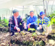 Hơn 3.000 Cây Sâm Ngọc Linh Được Trao Cho Thanh Niên Xơ Đăng Tại Các Xã Vùng Cao