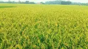 Hơn 316.000 ha lúa chín, Bộ Nông nghiệp cảnh báo sâu bệnh gia tăng
