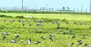 Hàng nghìn con cò nhạn quý hiếm bất ngờ sa xuống cánh đồng tại Hà Tĩnh