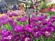 Hoa Tulip - Sứ Giả Mùa Xuân Thúc Đẩy Kinh Tế Và Du Lịch Hà Lan