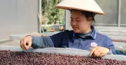 Hạt Cà Phê Sơn La: Hành Trình Từ Bỏ Canh Tác Cũ Đến Chinh Phục Thị Trường Quốc Tế
