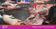 Đại Án 300 Tấn Thịt Lợn Bệnh: Phân Tích Pháp Lý và Cảnh Báo Từ Chuyên Gia
