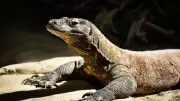 Indonesia triệt phá đường dây buôn bán rồng Komodo quý hiếm, thu giữ 7 nghi phạm
