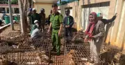 Đắk Lắk: Bắt tạm giam hai đối tượng trộm chó với 70 con vật bị phát hiện