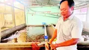 Kỹ sư nghiên cứu quy trình tôm lột vỏ, giá trị tăng gấp đôi