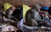 Khỉ mẹ giữ em bé 3 tháng tuổi gần 2 tiếng vì nhầm là con mình