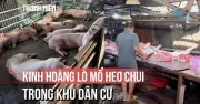 Kinh hoàng phát hiện hai lò giết mổ heo chui trong hẻm sâu tại TP.HCM